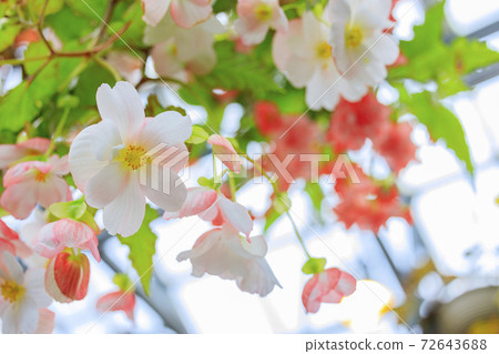 Naganoana Village Begonia Garden Naganoana Village Begonia Garden 72643688