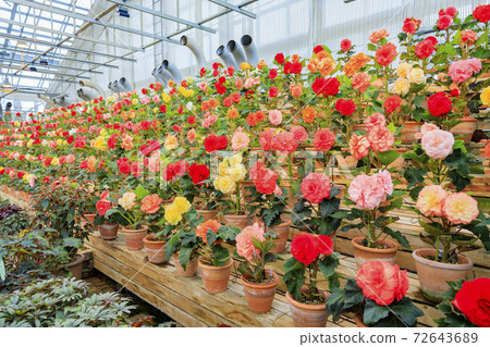 Naganoana Village Begonia Garden Naganoana Village Begonia Garden 72643689