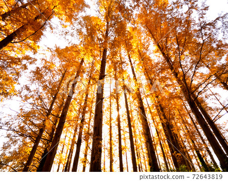 Yellow leaves of Metasequoia in Mizumoto Park, Tokyo 72643819