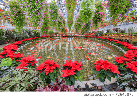 Naganoana Village Begonia Garden 72643873