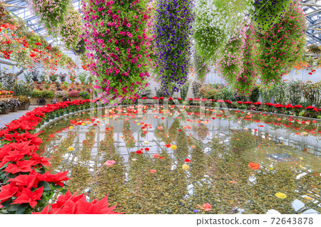 Naganoana Village Begonia Garden 72643878