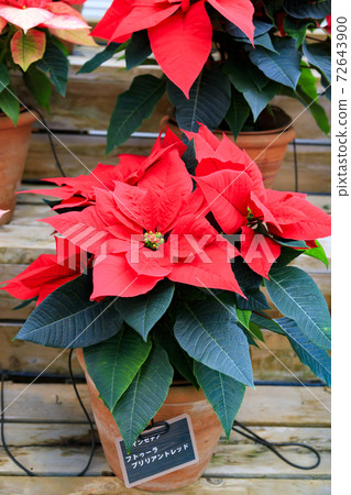 Naganoana Village Begonia Garden Naganoana Village Begonia Garden 72643900