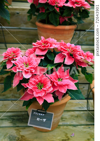 Naganoana Village Begonia Garden 72643901