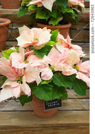 長野村海棠花園 72643903