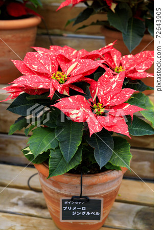 Naganoana Village Begonia Garden 72643905