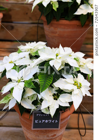 長野村海棠花園 72643907