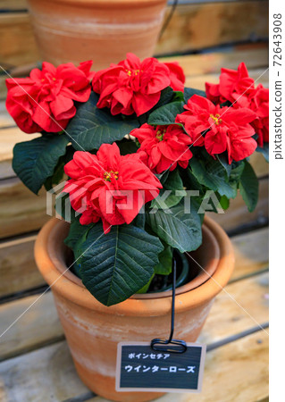 長野村海棠花園 72643908