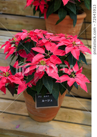 Naganoana Village Begonia Garden 72643913