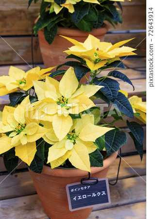 Naganoana Village Begonia Garden Naganoana Village Begonia Garden 72643914