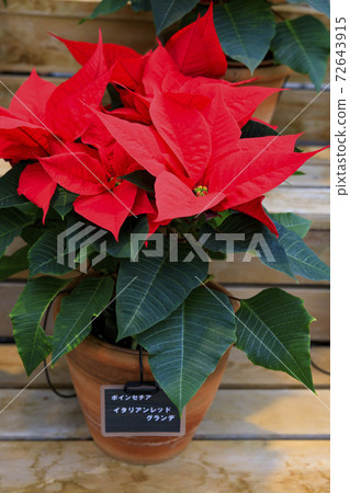 Naganoana Village Begonia Garden 72643915