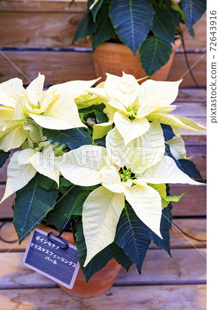 長野村海棠花園 72643916