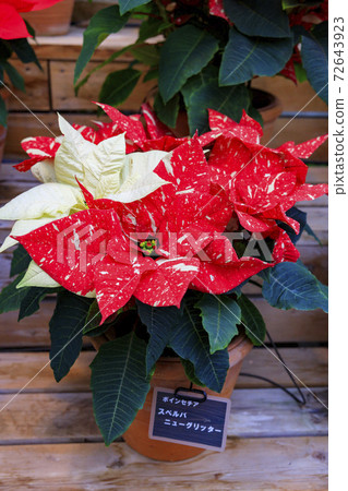 長野村海棠花園 長野村海棠花園 72643923