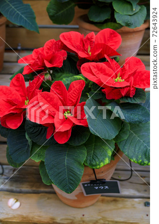 長野村海棠花園 72643924