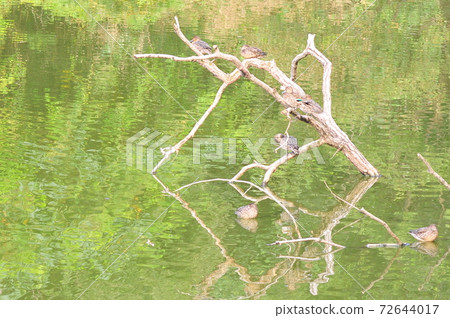 候鳥棲息在湖邊的高處曬日光浴的候鳥 72644017