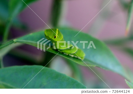 Insects: Larvae: Swallowtail larvae: Citrus leaves 72644124