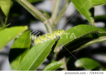 Insects: Larvae: Swallowtail larvae: Citrus leaves 72644144