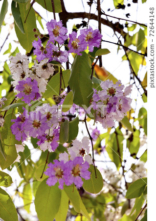 Obanasarusuberi花種植在柬埔寨的街頭樹木 72644148