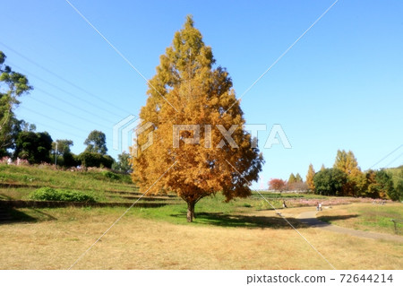 Autumn scenery: Square: Bald cypress: Blue sky: Yamadaike Park 72644214