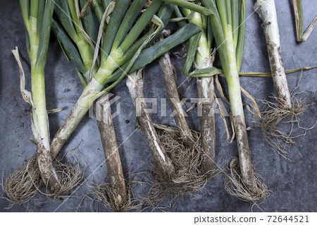 Green onion, green onion, long onion, with soil, with mud Green onion, green onion, long onion, with soil, with mud 72644521