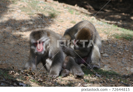 一隻日本猴子正在修理幾乎同一代的一根頭髮。全身。 一隻日本猴子正在修理幾乎同一代的一根頭髮。全身。 72644815
