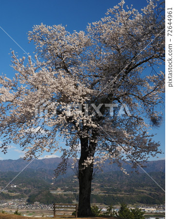 One cherry tree at the site of Shinshu Matsuoka Castle 72644961