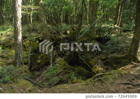 Ground rift in the forest (Saiko Wild Bird Forest Park / 2068 Saiko, Fujikawaguchiko Town, Minamitsuru District, Yamanashi Prefecture) Ground rift in the forest (Saiko Wild Bird Forest Park / 2068 Saiko, Fujikawaguchiko Town, Minamitsuru District, Yamanashi Prefecture) 72645009