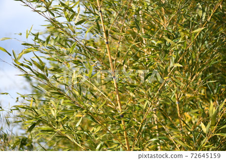 In winter, in a sunny place, light bamboo (Hachiku) In winter, in a sunny place, light bamboo (Hachiku) 72645159