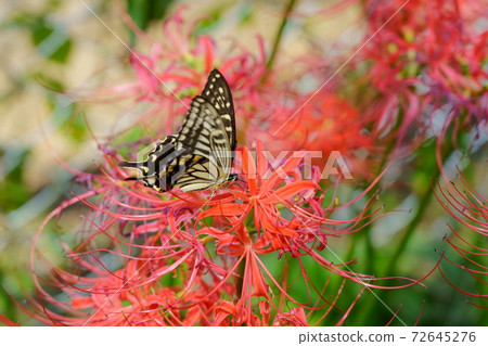 Swallowtail butterfly on a red cluster amaryllis flower Swallowtail butterfly on a red cluster amaryllis flower 72645276