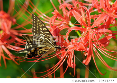 Swallowtail butterfly on a red cluster amaryllis flower 72645277
