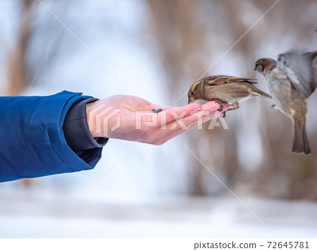 A man feeds sparrows from his hand. A man feeds sparrows from his hand. 72645781