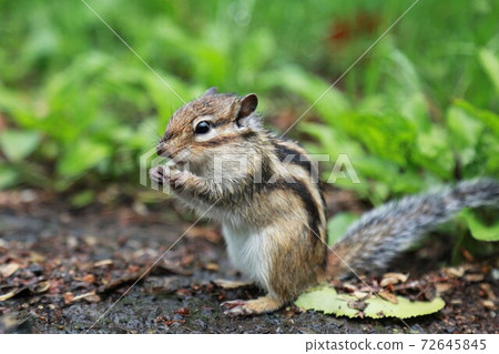 Chipmunk 72645845