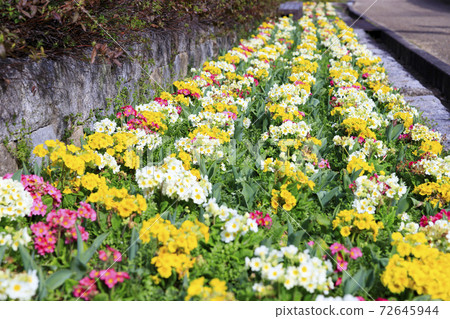 麻美山公園早春花朵 麻美山公園早春花朵 72645944