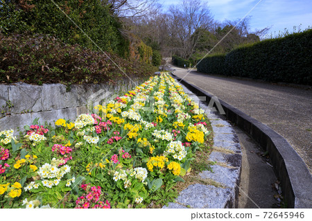 麻美山公園早春花朵 麻美山公園早春花朵 72645946