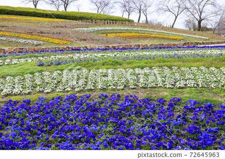 麻美山公園早春花朵 麻美山公園早春花朵 72645963