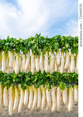 [Kanagawa Prefecture] Miura Coast Dried radish 72646039