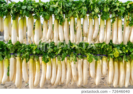 [Kanagawa Prefecture] Miura Coast Dried radish 72646040