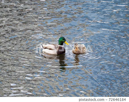 A couple of mallard ducks swims in the river A couple of mallard ducks swims in the river 72646184