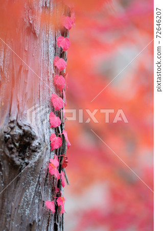 Autumn leaves of Hodaniyama Soneiji Temple Autumn leaves of Hodaniyama Soneiji Temple 72646207