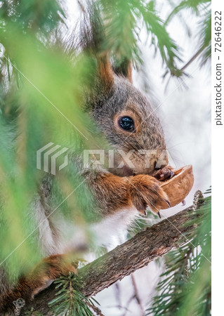 The squirrel with nut sits on a fir branches in the winter or late autumn 72646222