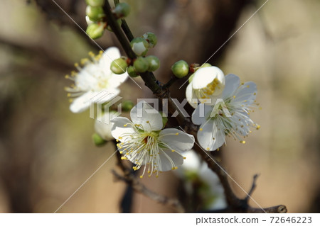 White plums blooming in the village 72646223