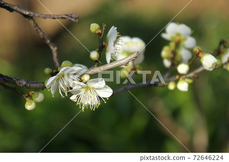 White plums blooming in the village 72646224
