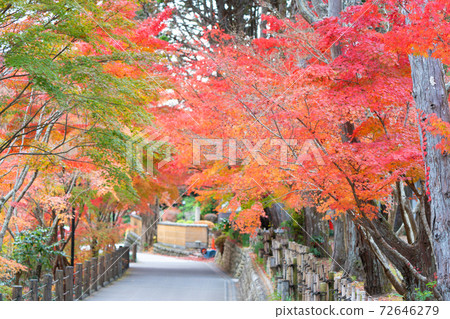 Hodaniyama Soneiji寺廟秋葉 Hodaniyama Soneiji寺廟秋葉 72646279