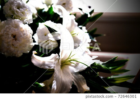 百合花 72646301