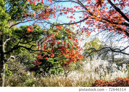 Autumn leaves and pampas grass in the garden 72646314