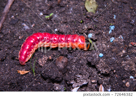 Huge, bright caterpillar on a kitchen garden 72646382