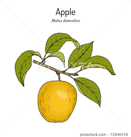 Apple fruit Malus domestica , edible plant 72646539