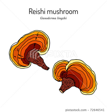 Reishi mushroom Ganoderma lucidum , superfood, medicinal plant 72646541