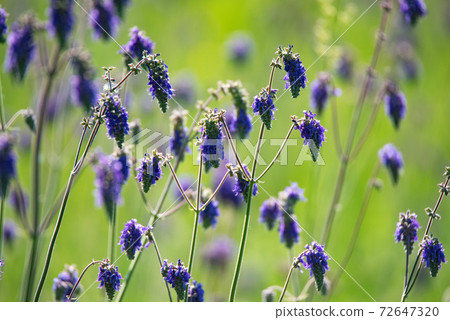 Close-up of fresh purple flowers of Salvia nutans in steppe Close-up of fresh purple flowers of Salvia nutans in steppe 72647320