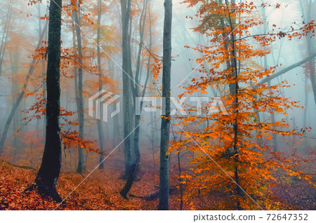 Fantasy foggy forest trees in the autumn mountains Fantasy foggy forest trees in the autumn mountains 72647352