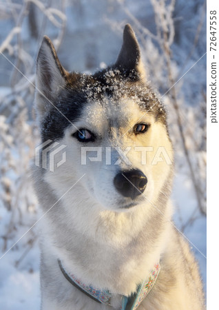 portrait of listening distrustful husky dog in the snow 72647558